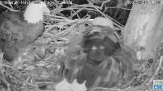 Pittsburgh Hays Mom lays first egg 2020 02 13 630pm