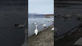 白鳥の鳴き声|湖|雪| |ASMR|shorts|水の音|癒し｜animal|water sound|healing|birds|swan|環境音|自然音|natural sound