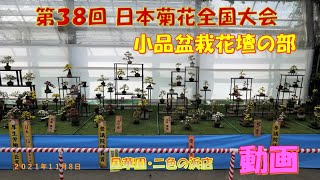 第３８回 日本菊花全国大会「国華園・二色の浜店」（２０２１年１１月８日）小品盆栽花壇の部