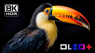 OLED 데모 - 8K HDR의 고품질 비전 | 돌비 비전™