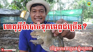 ហេតុអ្វីចាំបាច់ទុកមេពូជកង្កែបច្រើន