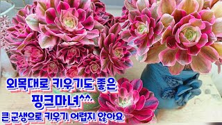 외목대로 키우기 좋은 핑크마녀^^ 색감이 끝내주죠! 작지만 큰 군생으로 키워보세요