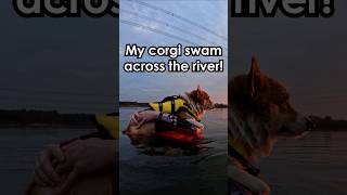 My corgi swam across the river! #dog #corgi #china #travelinchina #outdoors