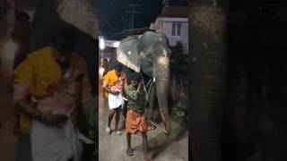 ആരാ ഈ വരുന്നത് #elephant #viral