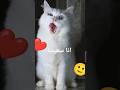 cute cat #viral #youtuber #shortvideo #funny #like #cutecat #cat