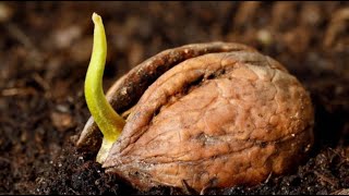 Quick Nut Germination - Effective Method in Just 6-7 Days