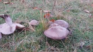 Lepista Nuda (Tricholoma Nudum) funghi comestibili. 17 novebre 2019