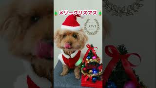 【メリークリスマス】Merry Christmas　Xmas　dog　toypoodle　#shorts