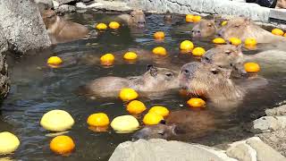 混雑風呂 (伊豆シャボテン動物公園)