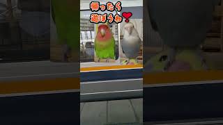 #Shorts【心配性の飼い主】愛する可愛いコザクラインコ達♥I'm worried about lovebirds even when I go out.