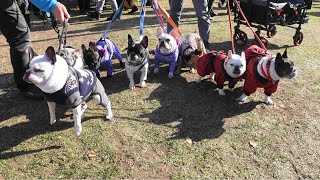 2023 第2回 わんてらす dog \u0026 outdoorマルシェ in 昭島 フレブル　さくらと小春