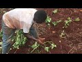 FARMING SWEET POTATOES IN JAMAICA 🇯🇲 | PREPARING THE LAND & PLANTING THE POTATO SLIPS #farming