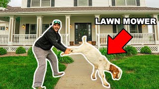 Mowing My FRONT YARD with My PET GOAT!!! (Life Hack)