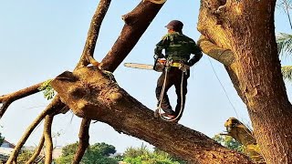 Quá khó, Cưa bậc gốc cây Còng khổng lồ / Too difficult, Sawing a giant tree stump | Pc | T887