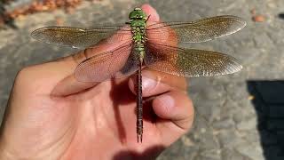 ギンヤンマ♂♀ (2023年09月01日) | Catching Two Male And One Female Emperor Dragonflies With A Net(September 1)