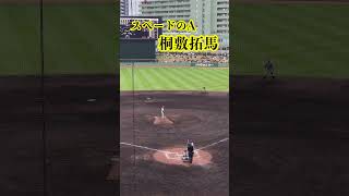 【やっぱり安心？】桐敷拓馬、今年も岡田監督から信頼される左のリリーフに！！絶好調の松原聖弥を封じる！　春季キャンプ2024［阪神vs巨人 2024.2.23］＃阪神 ＃阪神タイガース #shorts