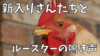 【にわとり】新入りたちと、ついに鳴き始めたオスの鳴き声☆