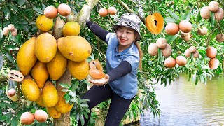 Harvesting Sapodilla to the Market to Sell - Sow cucumber seeds | Lucia Daily Life