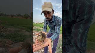 Duck 🦆 baby ko rescue kr Lia #minizoo #bird #duck #minivlogs