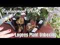 @LogeesPlants Unboxing [Begonia & Gynura]