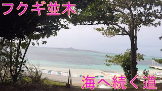 フクギ並木から海へ‼ランチは海カフェ！チャハヤブラン。水牛。沖縄