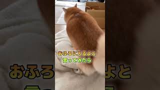 お風呂嫌いな犬にお風呂に入るよと言ったらw柴犬りぼん