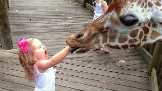 Adorable Babies Meeting Animals in Zoo and Village - Funniest Home s