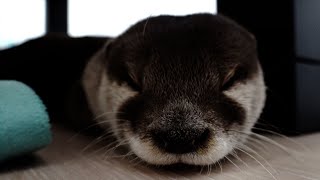 カワウソだって春眠暁を覚えず [Otter life Day 260]【カワウソアティとにゃん先輩】