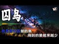 【4K金典热门】👣 囚鸟 - 彭羚 👣 Qiu Niao -Cass Phang Lyric 歌词【我是被你囚禁的鳥 得到的愛越來越少 看着你的笑在別人眼中燃燒 卻要不到個擁抱】【动态歌词】【赖K歌】