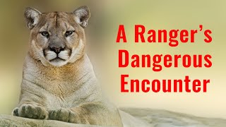 Alone and Unarmed - A BLM Ranger’s Dangerous, Life Threatening Cougar Encounter