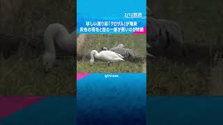 【映像】灰色の羽毛と首の一部が黒い、珍しい渡り鳥「クロヅル」飛来　滋賀県内では3例目「感動もの」 #shorts #読売テレビニュース