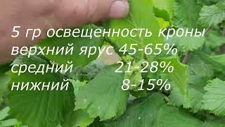 Фундук/Украина ч.5 Схема посадки=урожайность. 6 групп кроны фундука. Август-2024 итоги... года