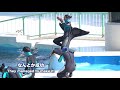 撮影してました【2020年10月2日　鴨川シーワールド　シャチパフォーマンス】killer whale performance kamogawa sea world japan