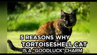 5 REASONS WHY TORTOISESHELL CAT IS CALLED “A GOODLUCK CHARM”…