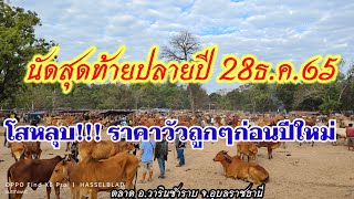 นัดสุดท้ายปลายปี65 ราคาวัวล่าสุด28ธ.ค.65 วัวถูกๆ รับซื้อเก็บ!!!