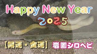 Happy New Year 2025 巳年【開運・金運】岩国シロヘビ（山口県） Iwakuni's White Snake (Yamaguchi Pref.)