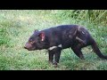 Unbelievable Facts About the Tasmanian Devil!