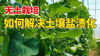 如何解决种植中的盐渍化？看看我们的种植方案，能彻底解决【付老师种植技术团队官方频道】