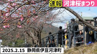 【速報】(25.2.15)今年の河津桜は開花が遅れています～伊豆の桜開花状況