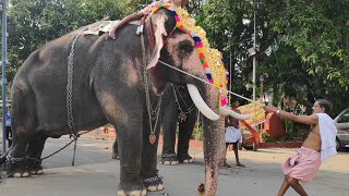 തടിയൻ ആന മധുരപ്പുറം കണ്ണൻ | Madhurappuram Kannan Fatty Elephant Bath