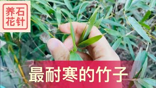 最耐寒的竹子：刚竹 Phyllostachys - 暖冬后，叶子没有任何冻伤 - 一年比一年高 Bamboo