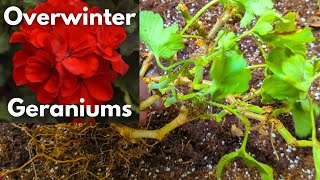 How To Overwinter Geraniums In a Pot or Bare Root