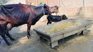 ਬਿਲਕੁਲ ਸਸਤੇ ਮੁੱਲ💥💥👩‍🦱👩‍🦱 2 ਚੰਗੀਆਂ ਵਹਿੜਾਂ ਵਿਕਾਊ❤️❤️Highmilk Two Cows For Sale / Himat Tv