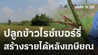 ปลูกข้าวไรซ์เบอร์รี่ สร้างรายได้หลังเกษียณ | 05 ก.ย. 66 | ตะลอนข่าว