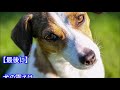 【愛犬のための知識】犬が震える原因とは【犬を知る】