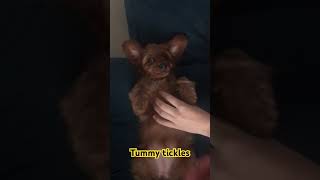 Puppy tummy tickles