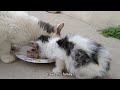 stray cat scaring and growling at innocent cat family for food