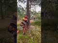 martinheljeved.se arborist chainsaw tree