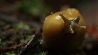 Banana Slugs Unpeeled: Science on the SPOT