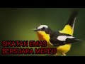 Suara Burung Sikatan Emas